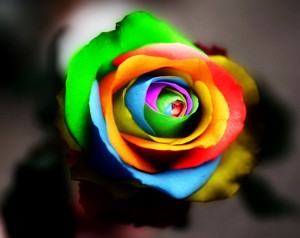 pride rose